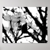 Dogwood Days Poster (Voorkant)