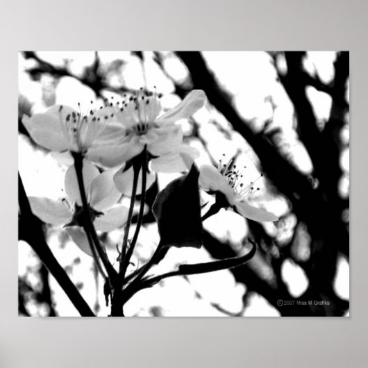 Dogwood Days Poster (Voorkant)