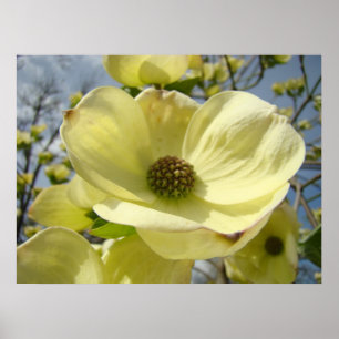 Dogwood Flower art prints Yellow Dogwood Tree