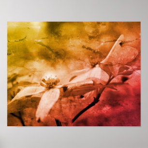 Dogwood Flower Black and White  Poster