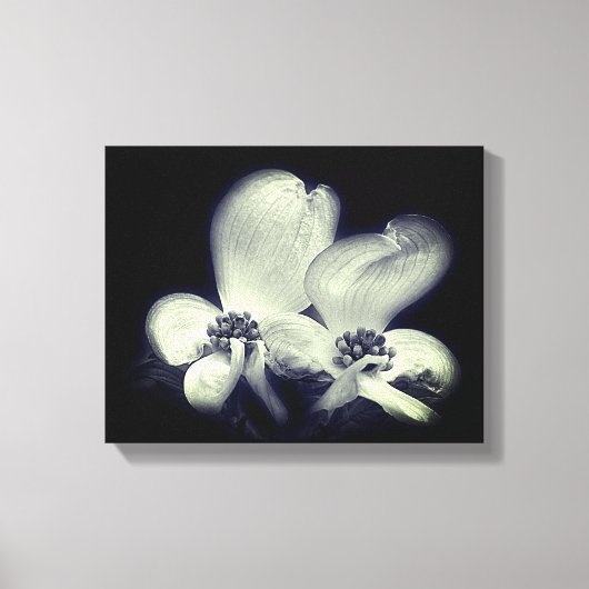 Dogwood Flower Blossom Black and White Canvas Afdruk (Voorkant)