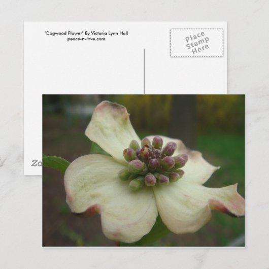 Dogwood Flower Briefkaart (Voorkant / Achterkant)