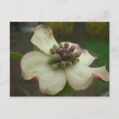 Dogwood Flower Briefkaart (Voorkant)