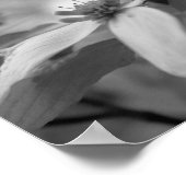Dogwood Flower Close Black White Photo Print (Hoek)