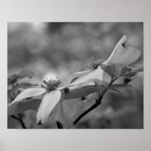 Dogwood Flower Close Black White Photo Print