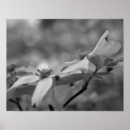 Dogwood Flower Close Black White Photo Print (Voorkant)