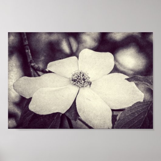 Dogwood Flower Poster (Voorkant)
