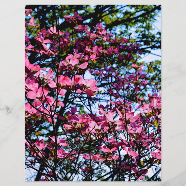 Dogwood Flowering roze (Voorkant)