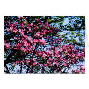 Dogwood Flowering roze