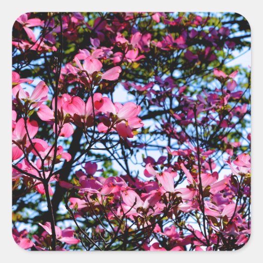 Dogwood Flowering roze Vierkante Sticker (Voorkant)