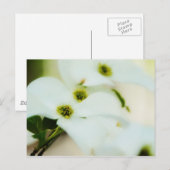 Dogwood Flowers Briefkaart (Voorkant / Achterkant)