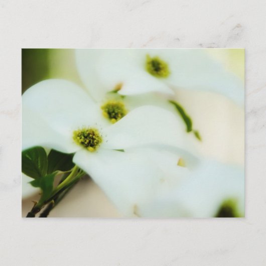 Dogwood Flowers Briefkaart (Voorkant)