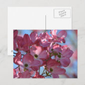 Dogwood Flowers Briefkaart (Voorkant / Achterkant)