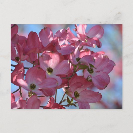 Dogwood Flowers Briefkaart (Voorkant)