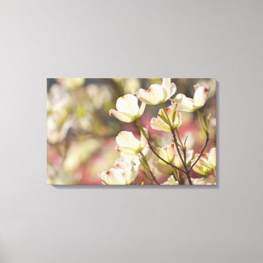 Dogwood Flowers Canvas Afdruk (Voorkant)