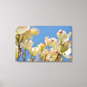 Dogwood Flowers Canvas Afdruk