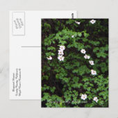 Dogwood Flowers in de bossen... Briefkaart (Voorkant / Achterkant)