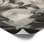 Dogwood Flowers Partial Color Poster (Hoek)