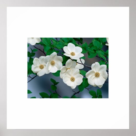 Dogwood Flowers Poster (Voorkant)