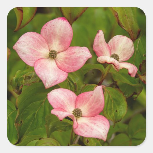 Dogwood Flowers Stickers (Voorkant)