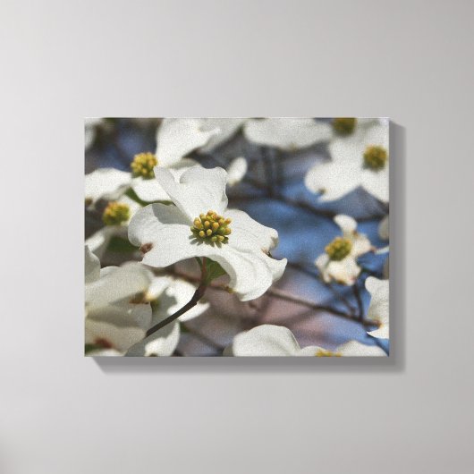 Dogwood in Bloom Canvas Afdruk (Voorkant)