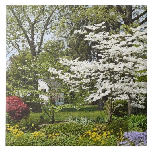Dogwood in Bloom Tegeltje (Voorkant)