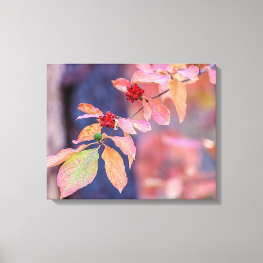 Dogwood in de herfst canvas afdruk (Voorkant)