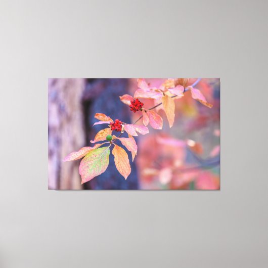 Dogwood in de herfst canvas afdruk (Voorkant)
