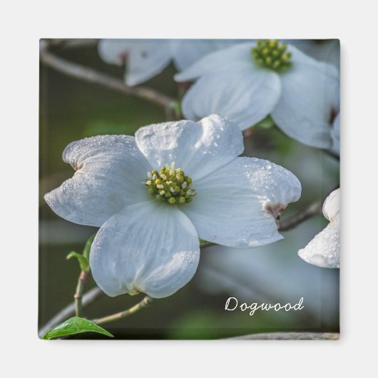 Dogwood Magnet (Voorkant)