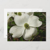 Dogwood Post Card Briefkaart (Voorkant / Achterkant)
