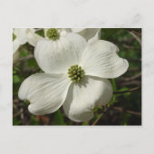 Dogwood Post Card Briefkaart (Voorkant)