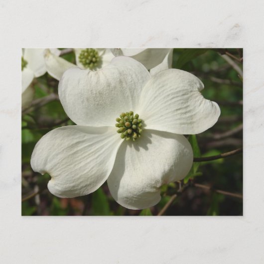Dogwood Post Card Briefkaart (Voorkant)