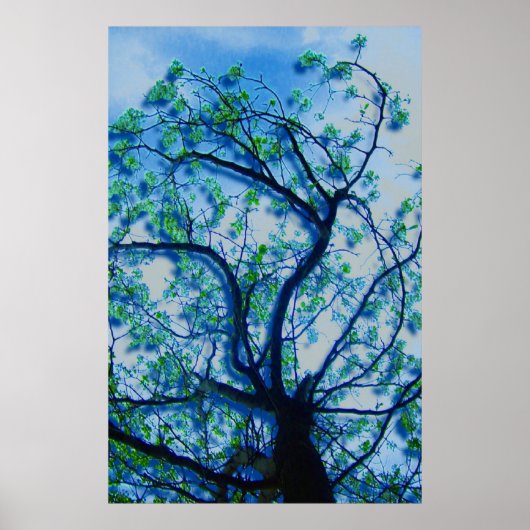 Dogwood Renditie III Poster (Voorkant)