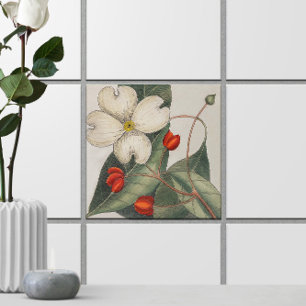 Dogwood Tree Bloem Illustratie 🌼  Tegeltje