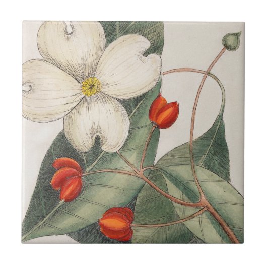 Dogwood Tree Bloem Illustratie 🌼  Tegeltje (Voorkant)