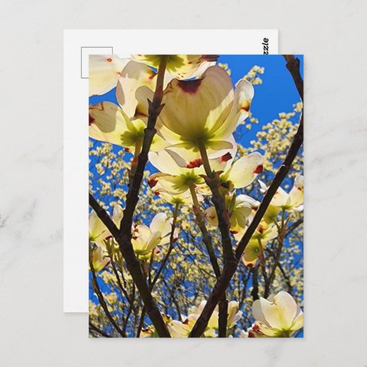 Dogwood Tree Briefkaart (Voorkant / Achterkant)