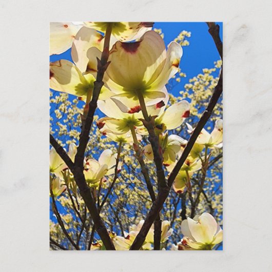 Dogwood Tree Briefkaart (Voorkant)