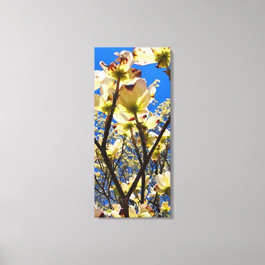 Dogwood Tree Canvas Afdruk (Voorkant)