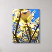 Dogwood Tree Canvas Afdruk (Voorkant)