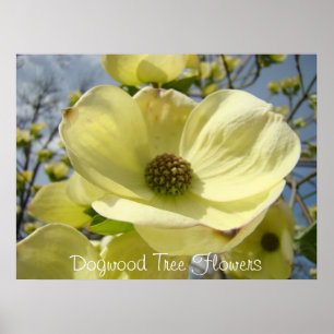 Dogwood Tree Flowers art print Yellow Dogwood