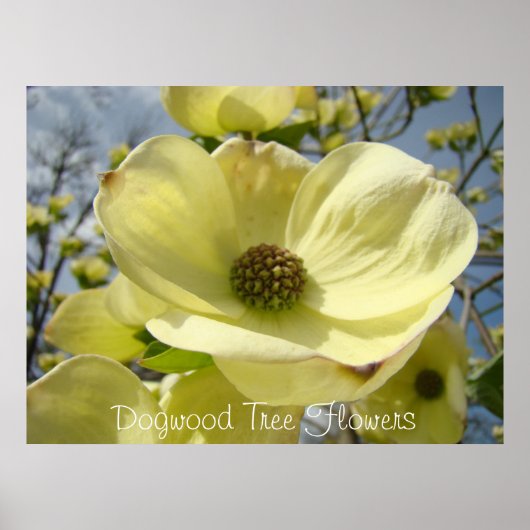 Dogwood Tree Flowers art print Yellow Dogwood (Voorkant)