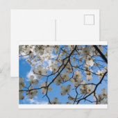 Dogwood Tree Flowers, Ohio Briefkaart (Voorkant / Achterkant)