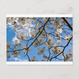 Dogwood Tree Flowers, Ohio Briefkaart