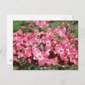 Dogwood Tree in Bloom Briefkaart (Voorkant / Achterkant)