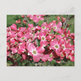Dogwood Tree in Bloom Briefkaart