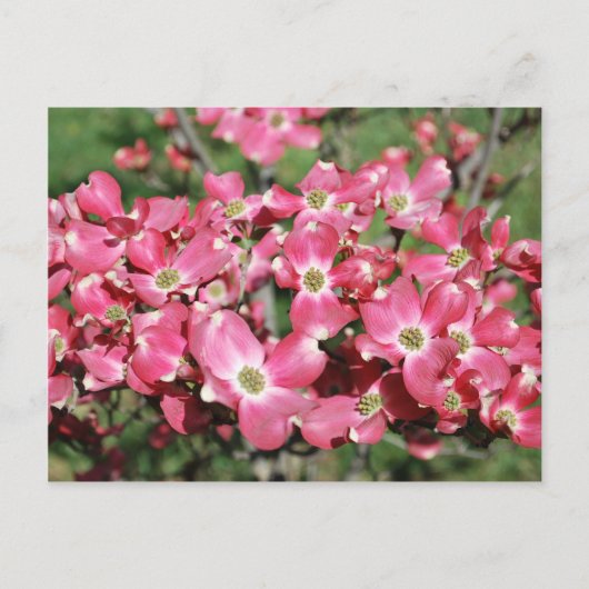 Dogwood Tree in Bloom Briefkaart (Voorkant)