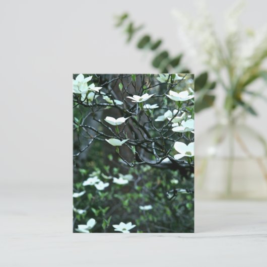 DOGWOOD TREE IN SPRINGBLOOM BRIEFKAART (Staand voorkant)