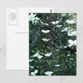 DOGWOOD TREE IN SPRINGBLOOM BRIEFKAART (Voorkant / Achterkant)