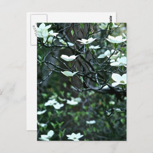 DOGWOOD TREE IN SPRINGBLOOM BRIEFKAART (Voorkant / Achterkant)