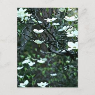 DOGWOOD TREE IN SPRINGBLOOM BRIEFKAART